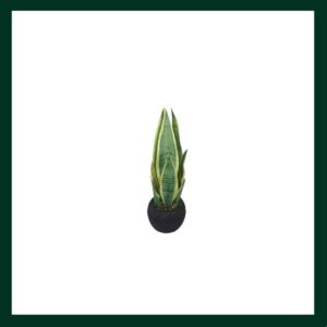 Σανσεβιέρια - Verdant Garden & More - eShop - Τεχνητά Φυτά