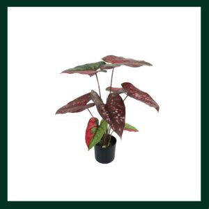 Αλοκασία - Verdant Garden & More - eShop - Τεχνητά Φυτά