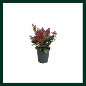 Σκίμμια - Verdant Garden & More - eShop - Φυτά