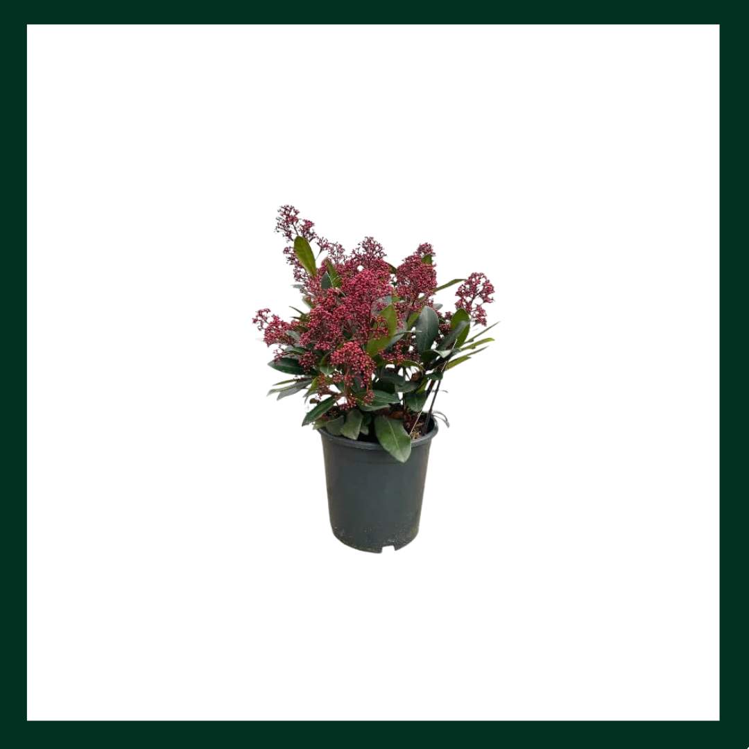 Σκίμμια - Verdant Garden & More - eShop - Φυτά