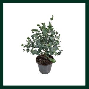 Ευκάλυπτος - Verdant Garden & More - eShop - Φυτά