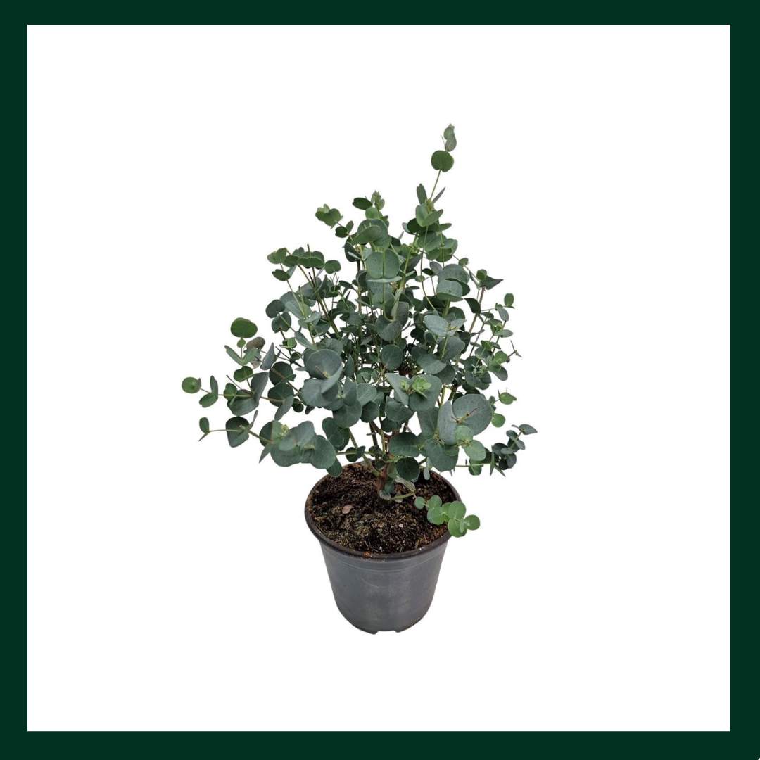 Ευκάλυπτος - Verdant Garden & More - eShop - Φυτά