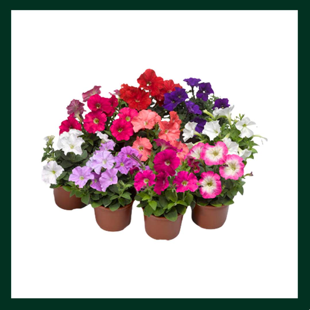 Πετνούνια - Verdant Garden & More - eShop - Φυτά