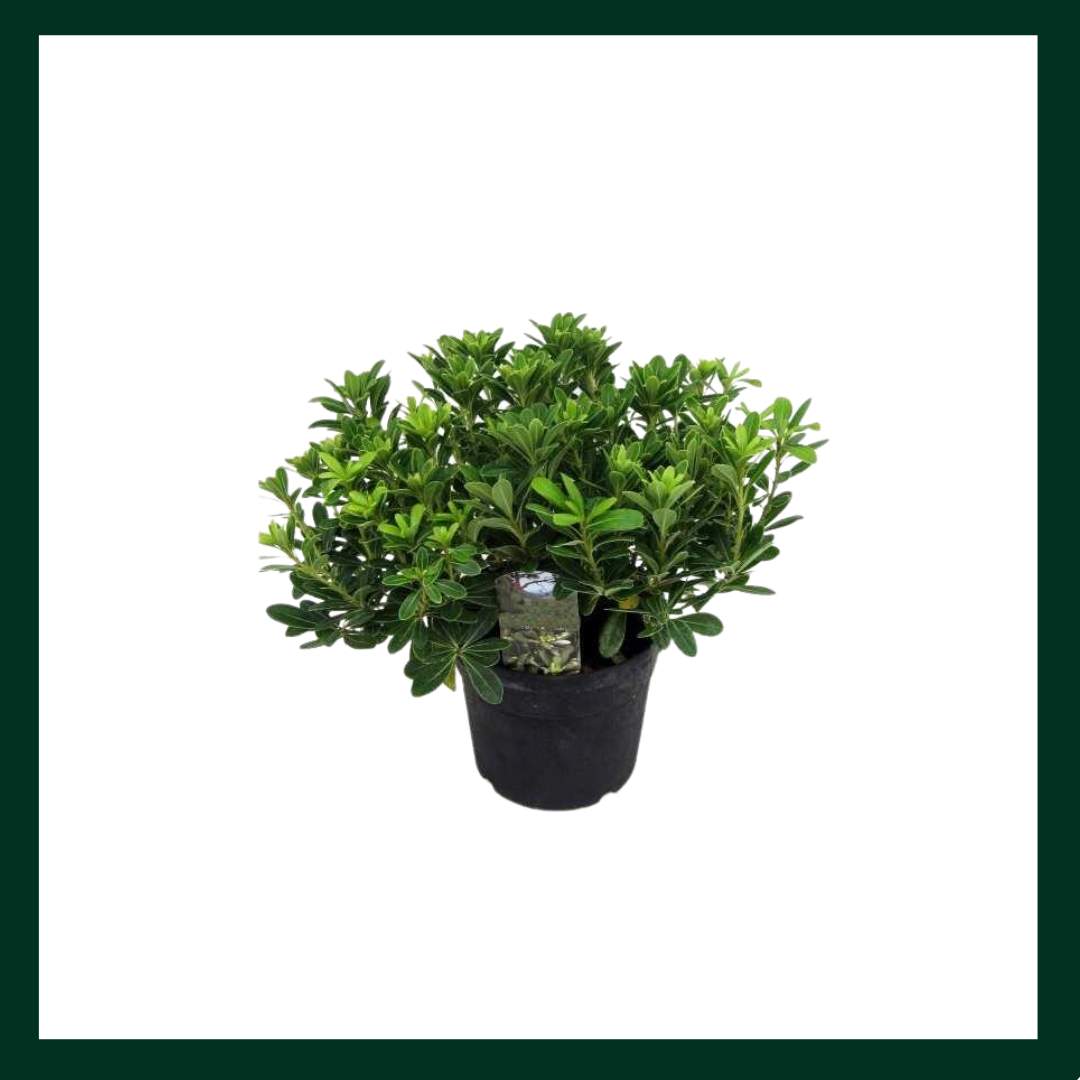 Πιττόσπορο - Verdant Garden & More - eShop - Φυτά