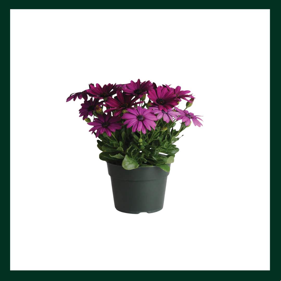 Διμορφοθήκη - Verdant Garden & More - eShop - Φυτά