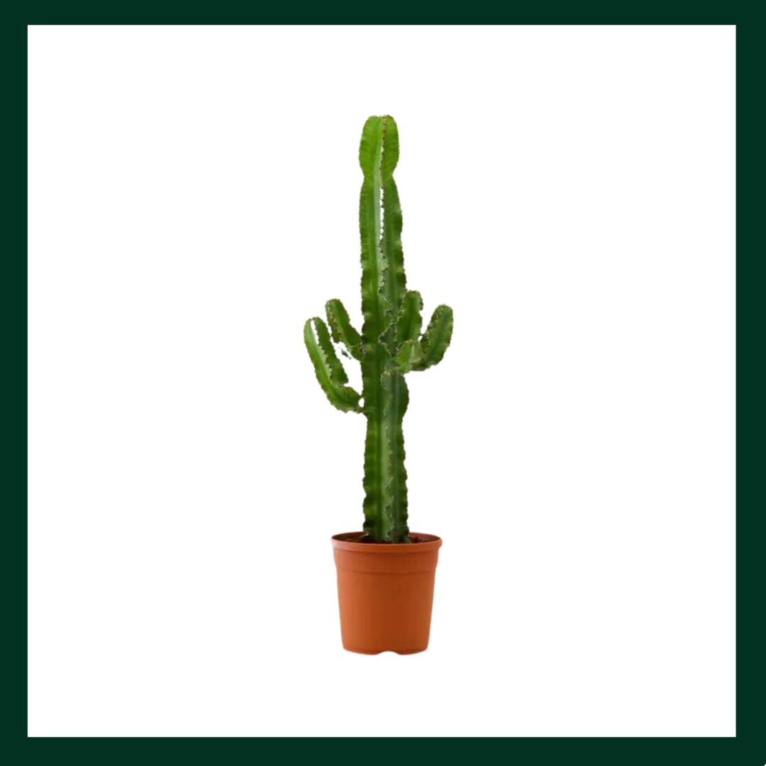 Ευφόρβια Ακρουρένσις - Verdant Garden & More - eShop - Φυτά