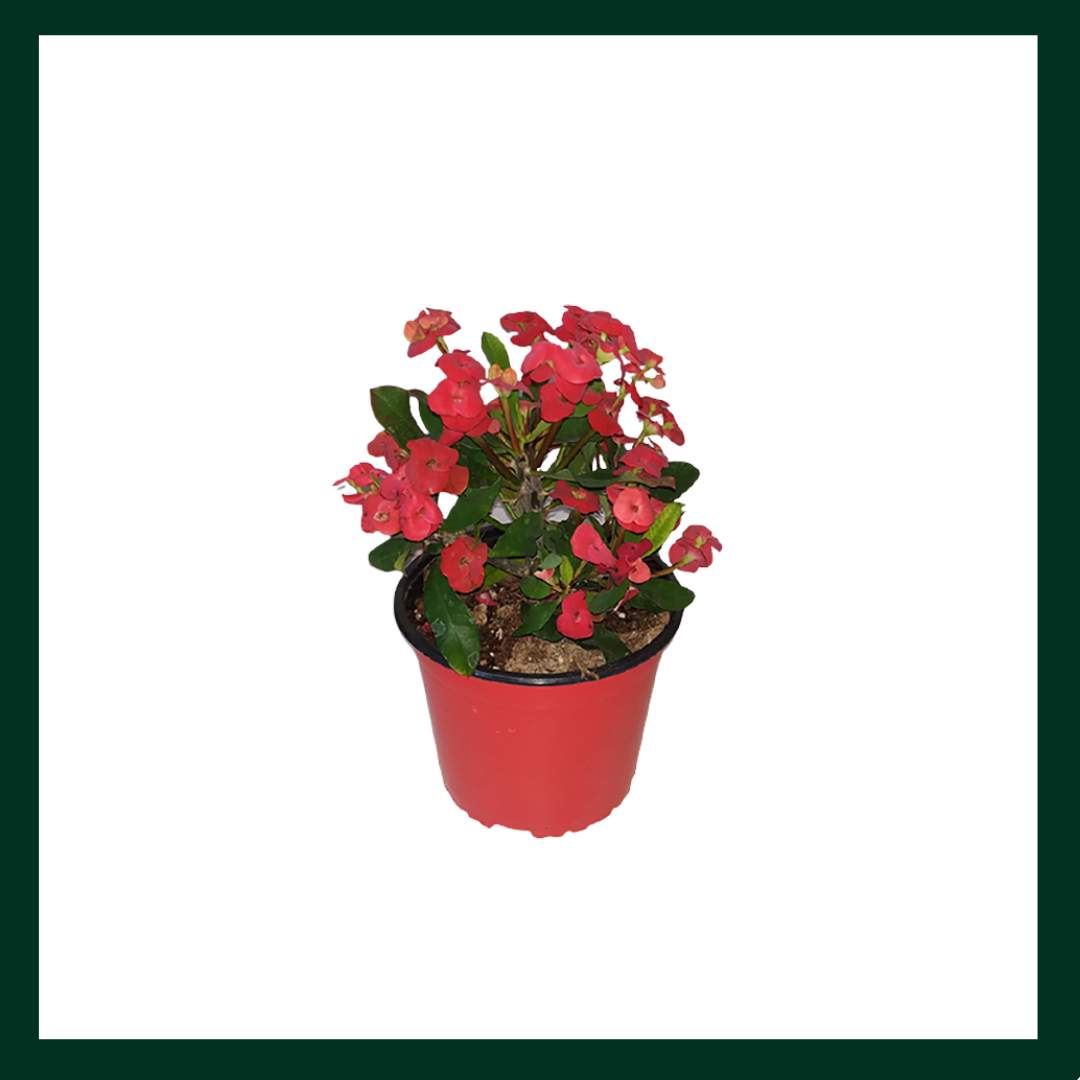 Αγκάθι του Χριστού - Verdant Garden & More - eShop - Φυτά