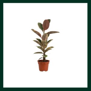 Φίκος Ρούμπι - Verdant Garden & More - eShop - Φυτά