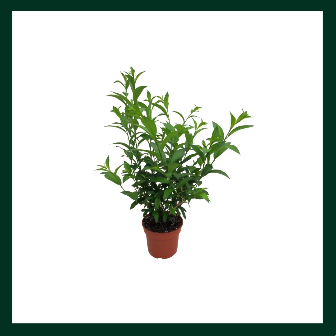 Νυχτολούλουδο - Verdant Garden & More - eShop - Φυτά