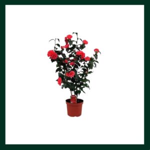 Καμέλια - Verdant Garden & More - eShop - Φυτά
