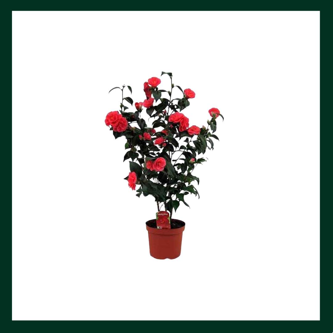 Καμέλια - Verdant Garden & More - eShop - Φυτά