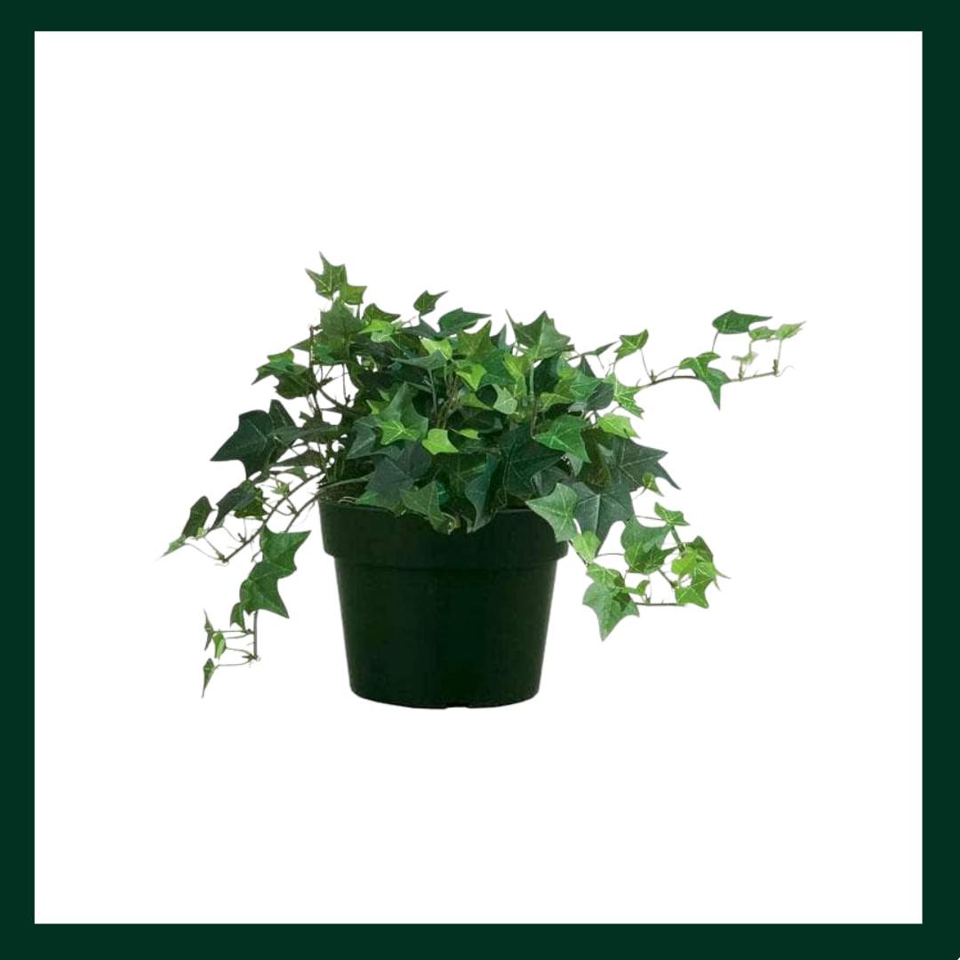 Κίσσος - Verdant Garden & More - eShop - Φυτά