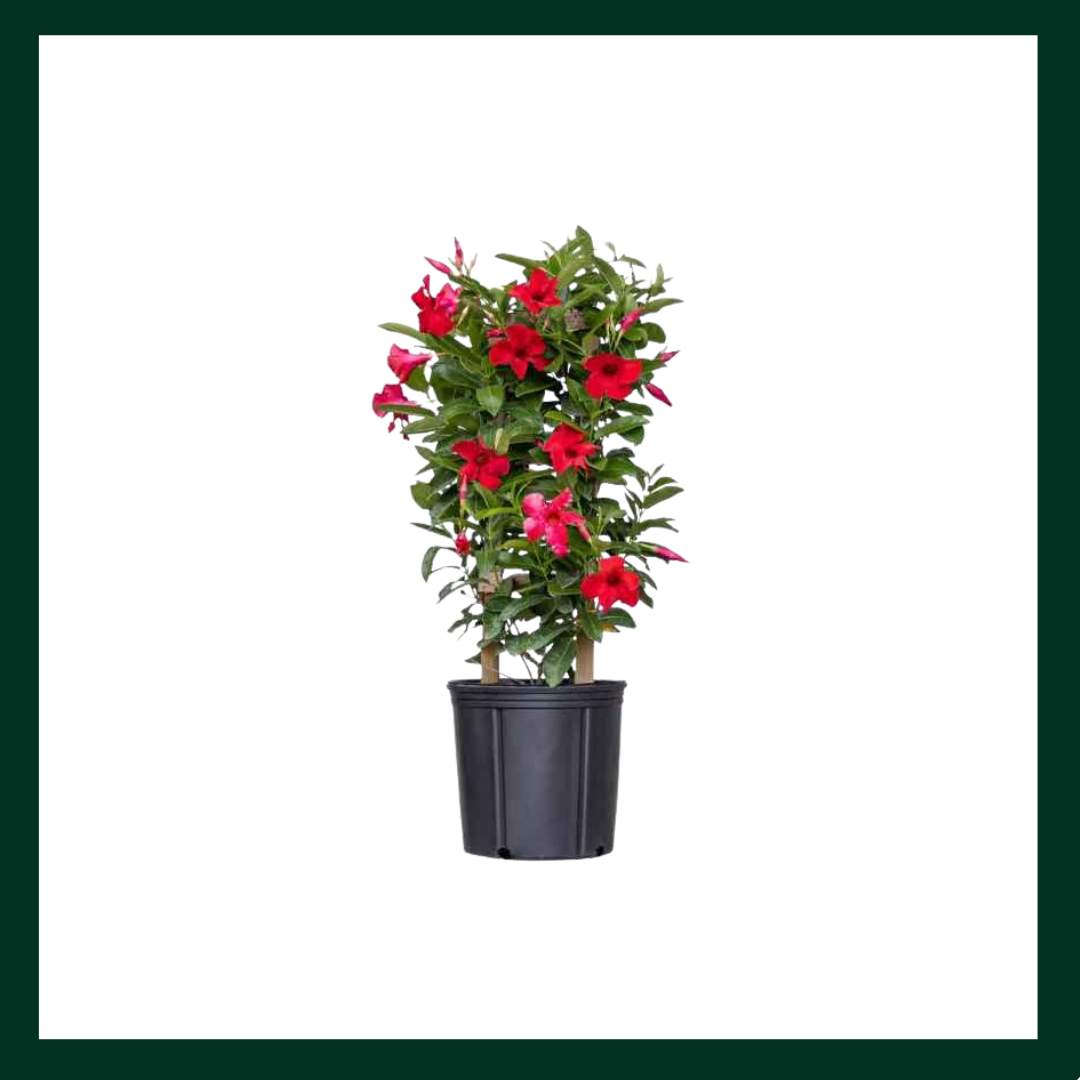 Διπλαδένια - Verdant Garden & More - eShop - Φυτά