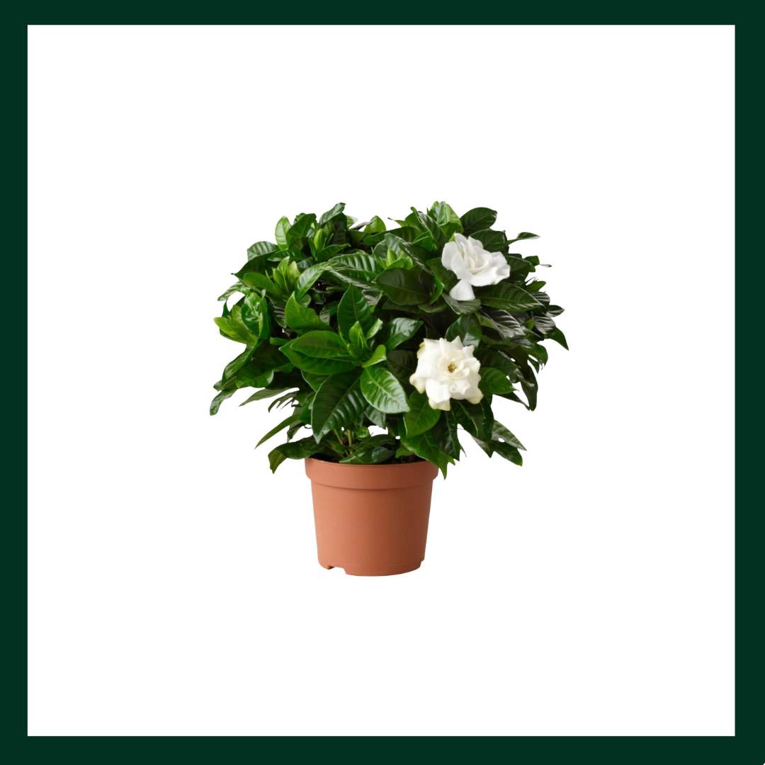 Γαρδένια - Verdant Garden & More - eShop - Φυτά