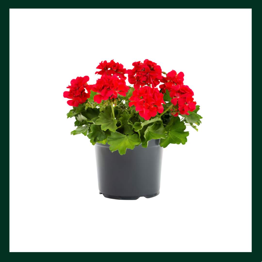 Γεράνι - Verdant Garden & More - eShop - Φυτά