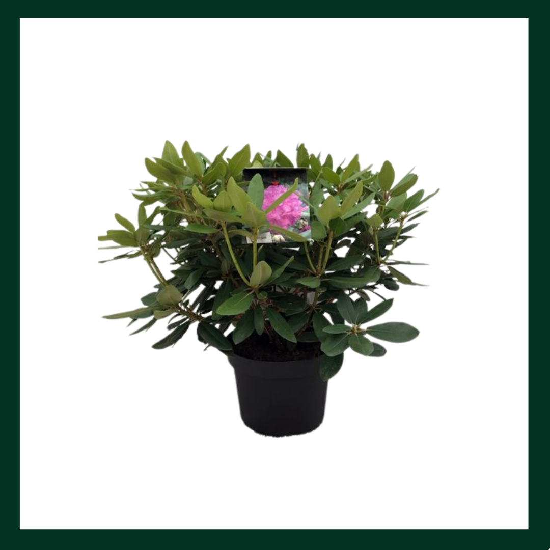 Ροδόδενδρο - Verdant Garden & More - eShop - Φυτά