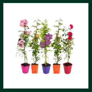 Αναρριχώμενη Τριανταφυλλιά - Verdant Garden & More - eShop - Φυτά