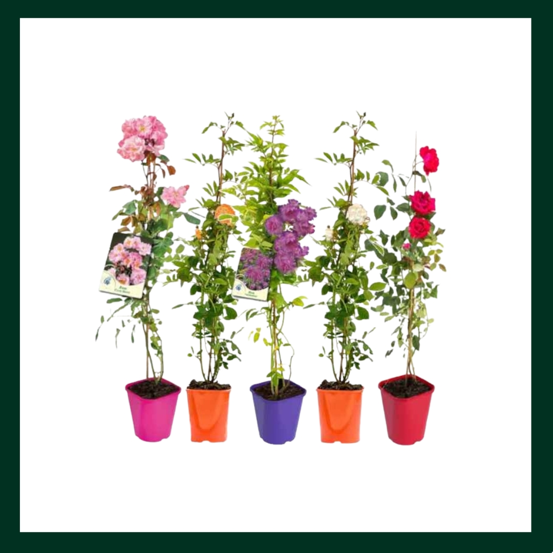 Αναρριχώμενη Τριανταφυλλιά - Verdant Garden & More - eShop - Φυτά