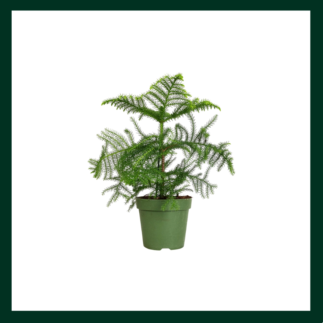 Αροκάρια - Verdant Garden & More - eShop - Φυτά