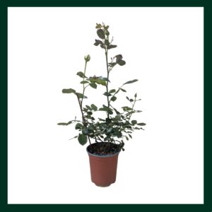 Τριανταφυλλιά - Verdant Garden & More - eShop - Φυτά