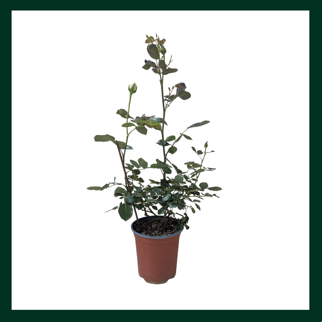 Τριανταφυλλιά - Verdant Garden & More - eShop - Φυτά