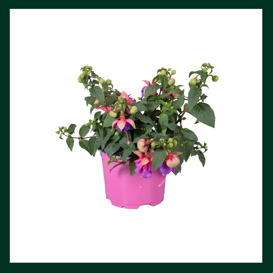 Φούξια - Verdant Garden & More - eShop - Φυτά