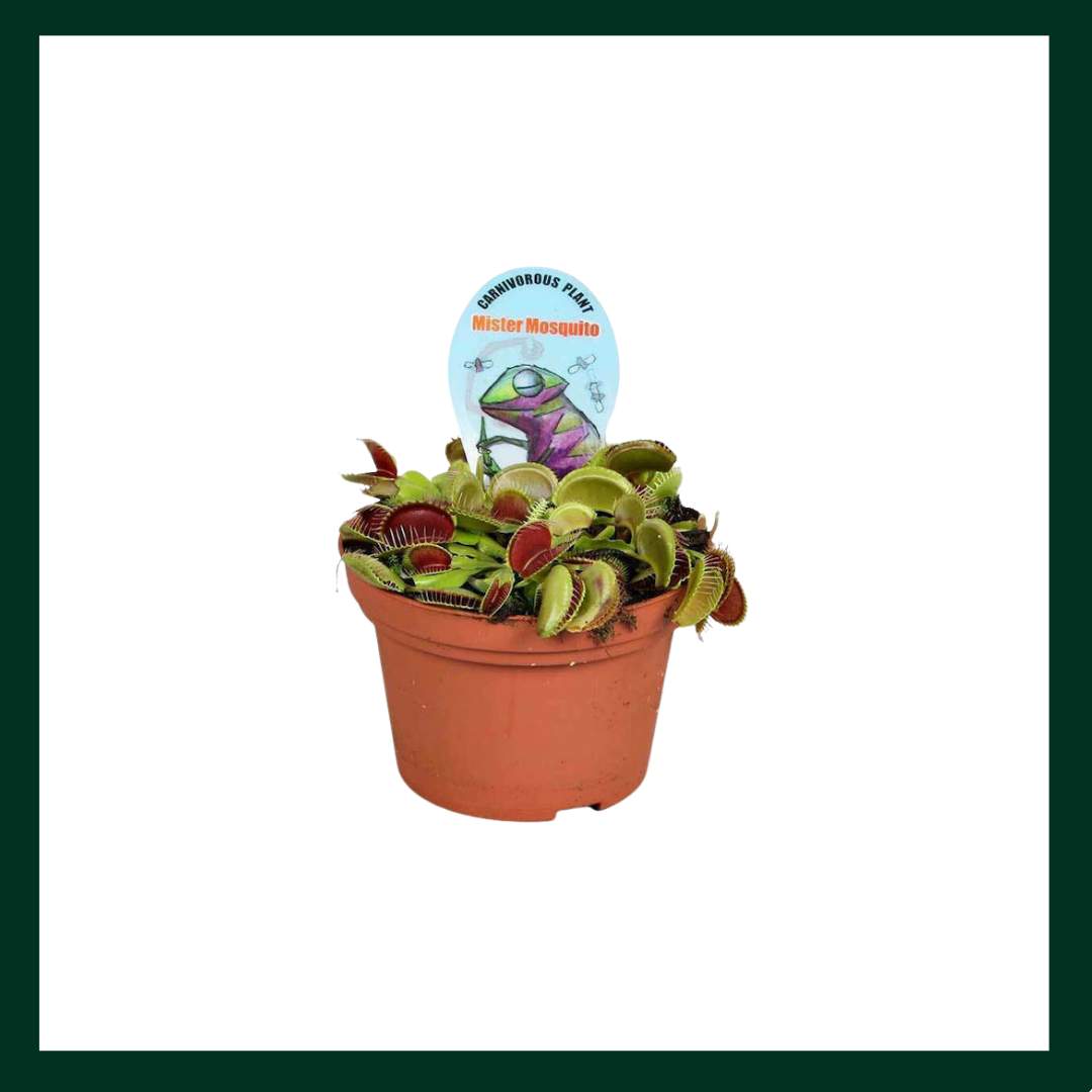 Dionaea Muscipula - Verdant Garden & More - eShop - Φυτά