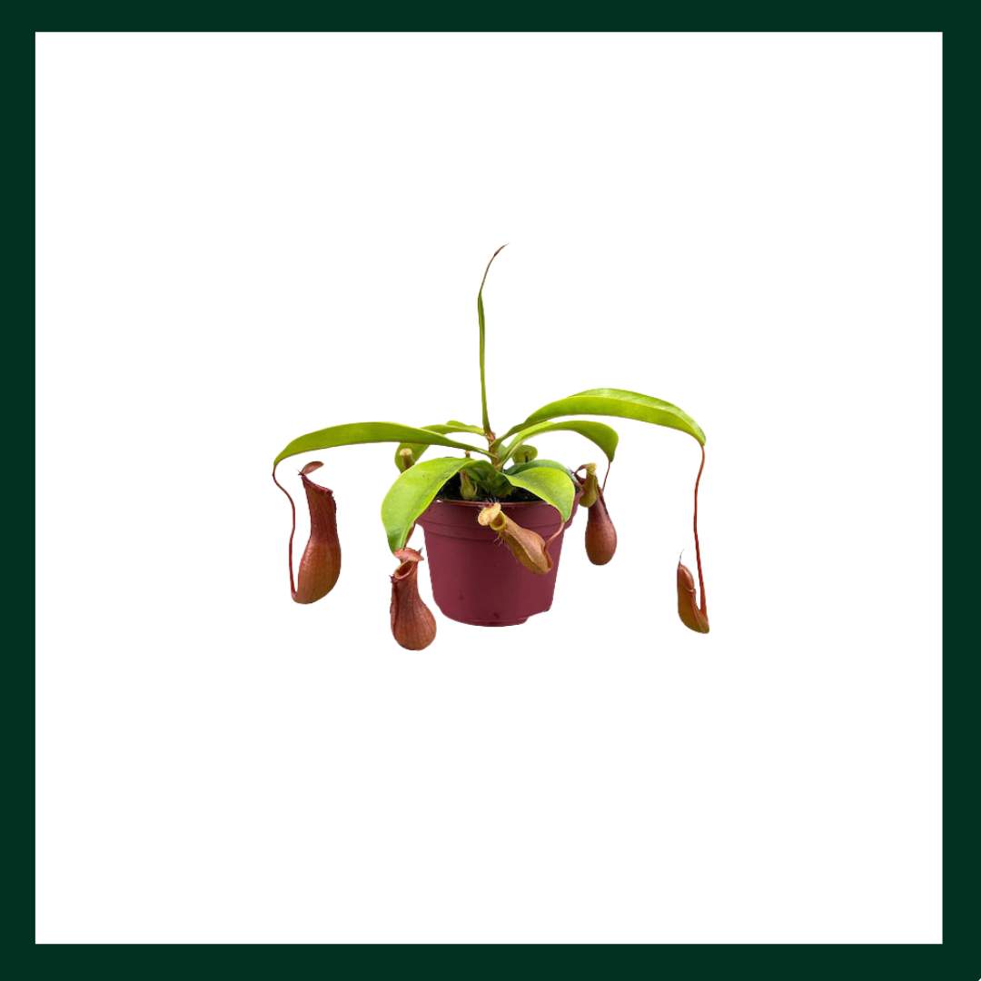 NEPENTHES ΚΑΝΑΤΑ - Verdant Garden & More - eShop - Φυτά