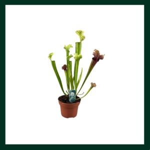 Sarracenia Farnhamii - Verdant Garden & More - eShop - Φυτά