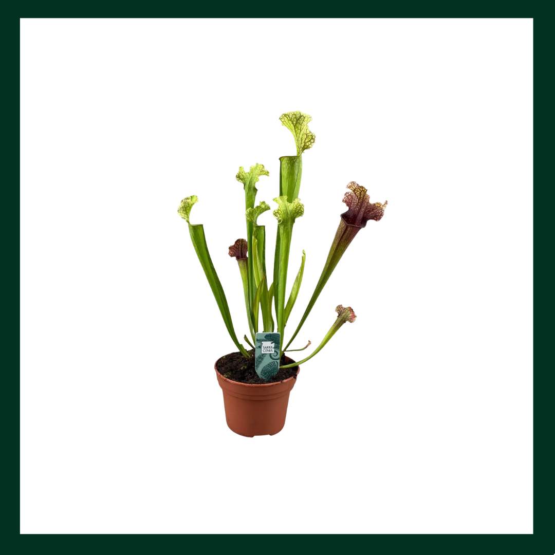 Sarracenia Farnhamii - Verdant Garden & More - eShop - Φυτά