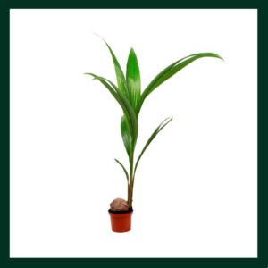 Φοίνικας Καρύδας - Verdant Garden & More - eShop - Φυτά