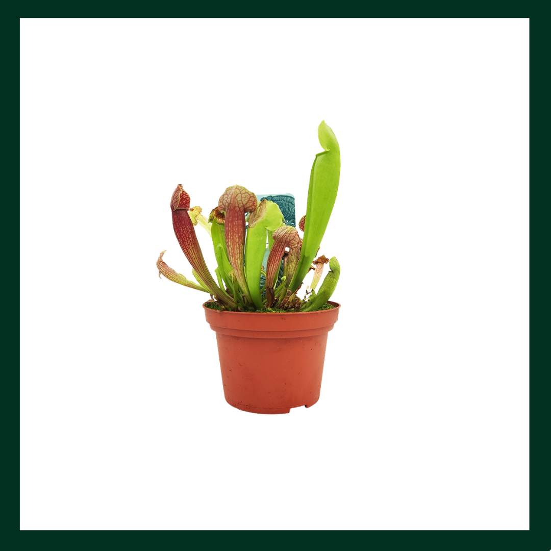 Sarracenia Judith - Verdant Garden & More - eShop - Φυτά