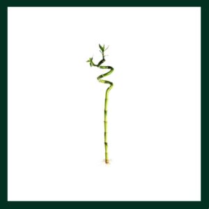 Lucky Bamboo - Verdant Garden & More - eShop - Φυτά