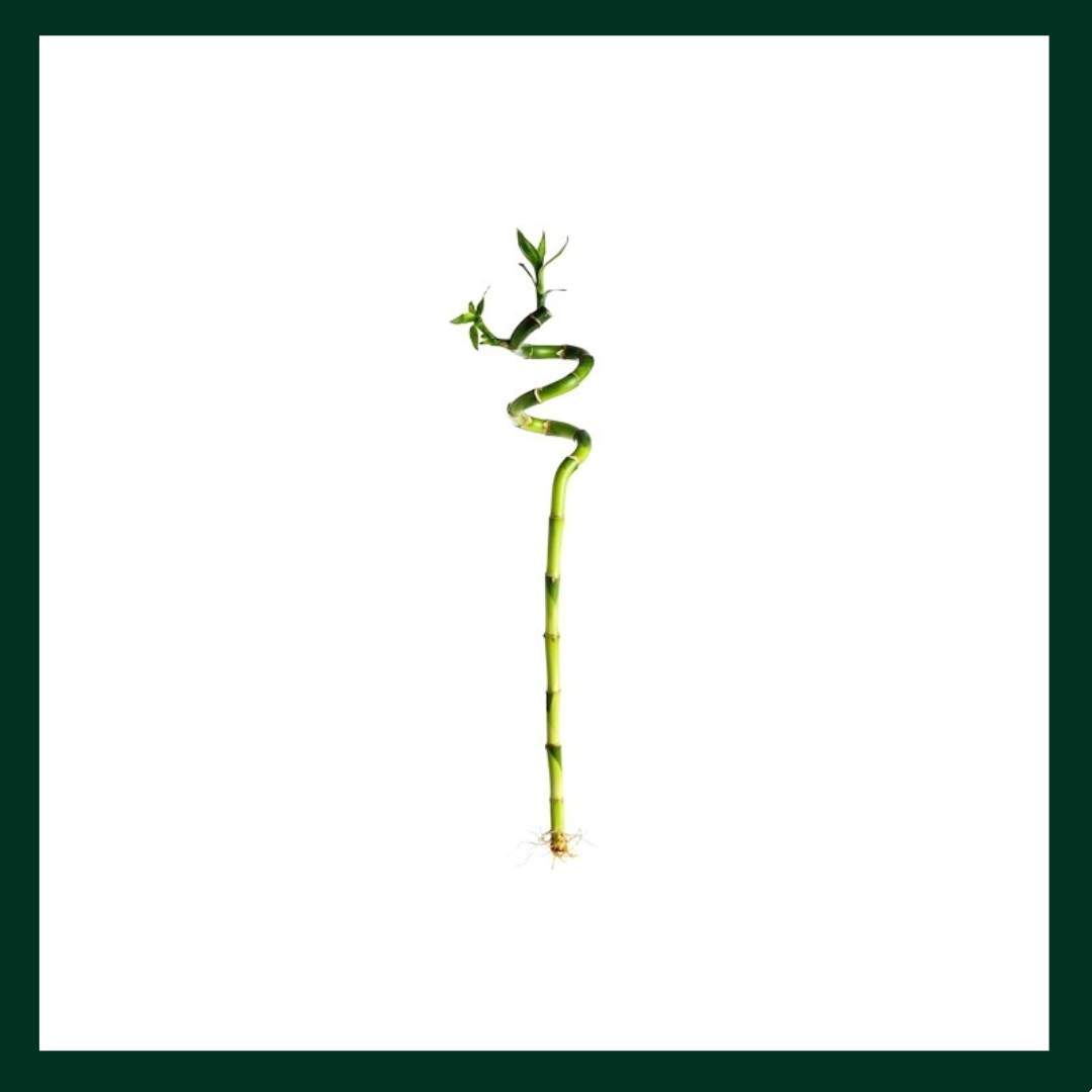 Lucky Bamboo - Verdant Garden & More - eShop - Φυτά