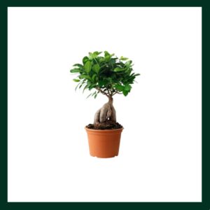 Φίκος Μπονσάι - Verdant Garden & More - eShop - Φυτά