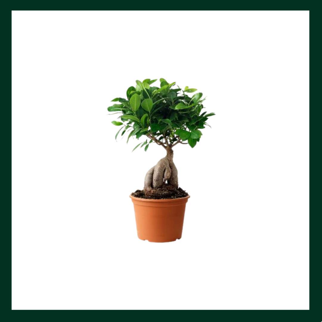 Φίκος Μπονσάι - Verdant Garden & More - eShop - Φυτά