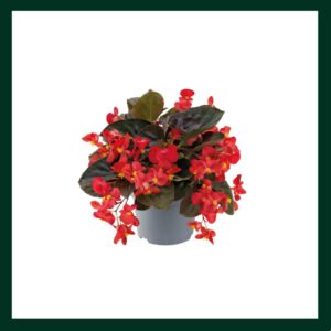 Βιγκόνια - Verdant Garden & More - eShop - Φυτά