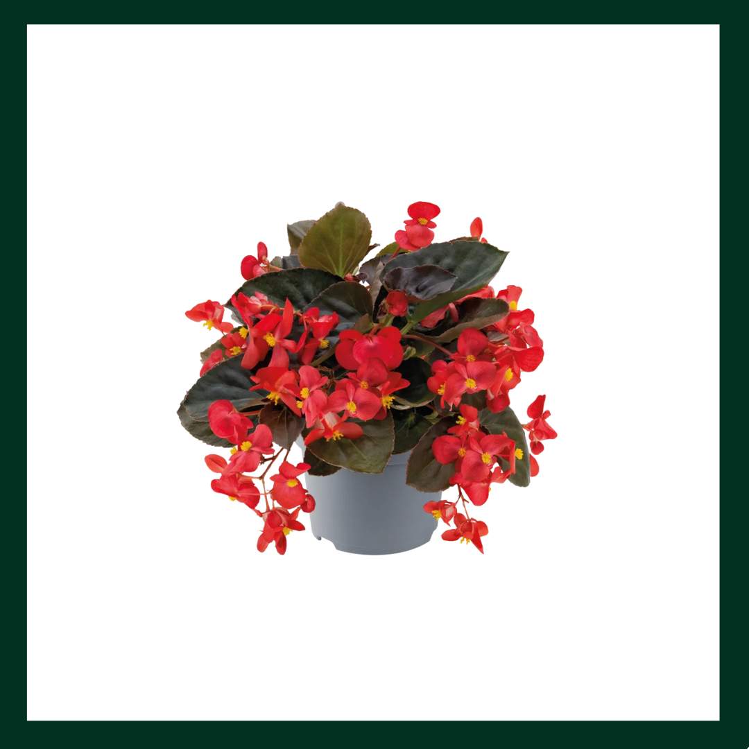 Βιγκόνια - Verdant Garden & More - eShop - Φυτά