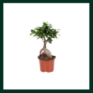 Φίκος Μπονσάι - Verdant Garden & More - eShop - Φυτά