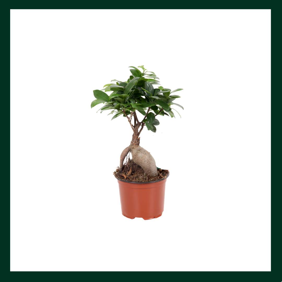 Φίκος Μπονσάι - Verdant Garden & More - eShop - Φυτά