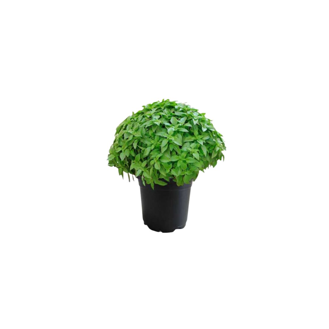 Βασιλικός - Verdant Garden & More - eShop - Φυτά