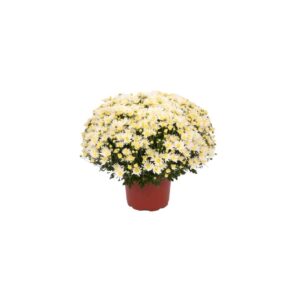 Χρυσάνθεμο - Verdant Garden & More - eShop - Φυτά