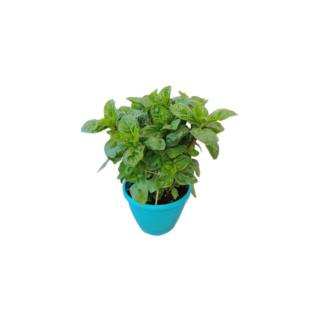 Βασιλικός Αγιορείτικος - Verdant Garden & More - eShop - Φυτά