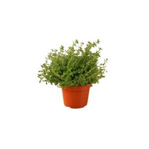 Λεμονοθύμαρο - Verdant Garden & More - eShop - Φυτά