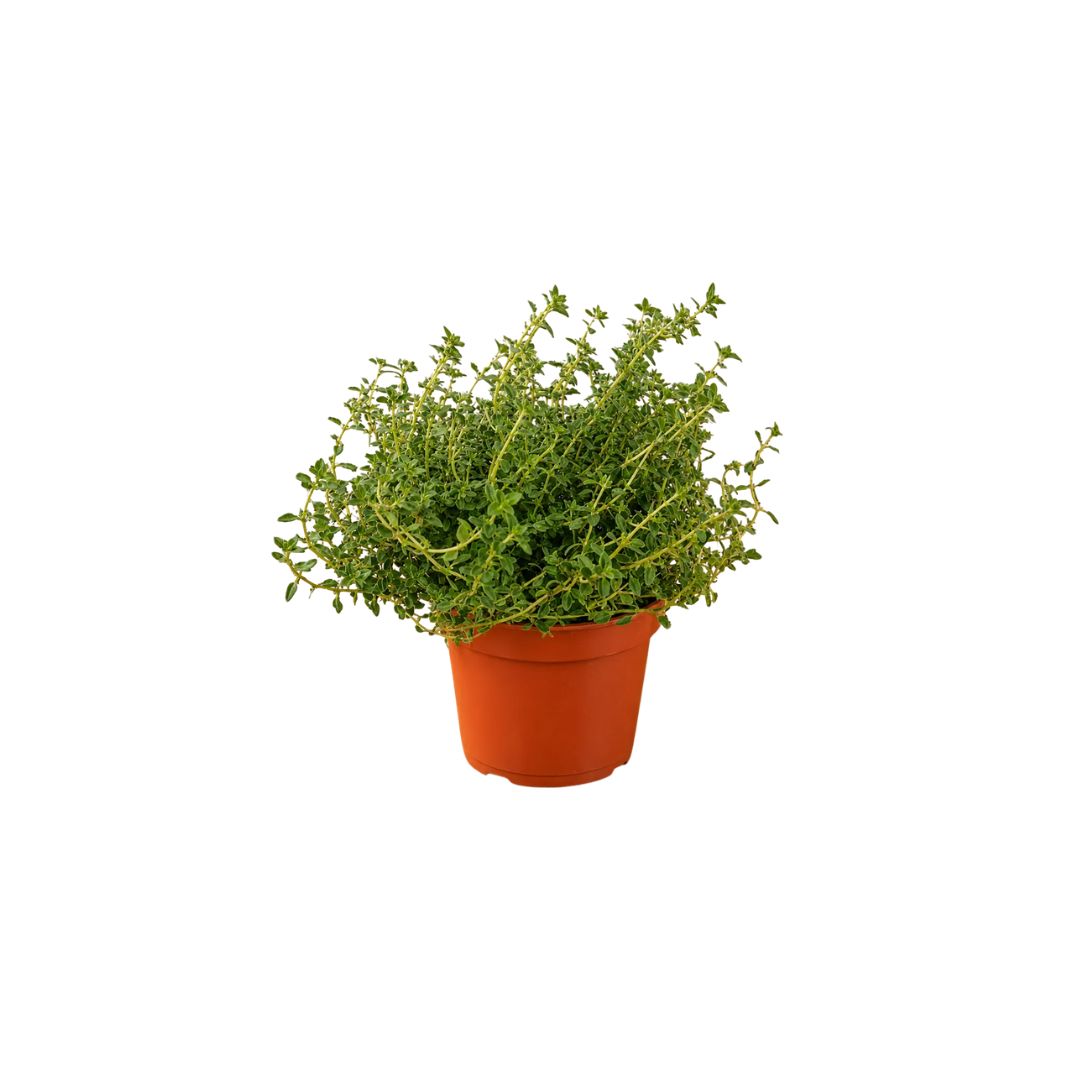 Λεμονοθύμαρο - Verdant Garden & More - eShop - Φυτά