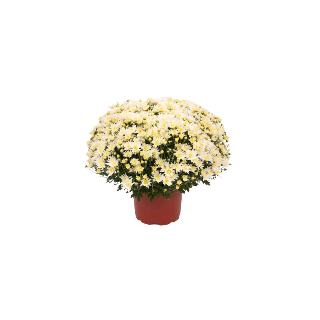 Χρυσάνθεμο - Verdant Garden & More - eShop - Φυτά