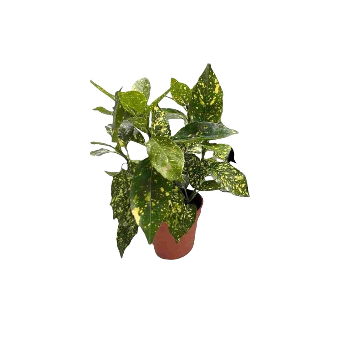 Αουκούμπα - Verdant Garden & More - eShop - Φυτά